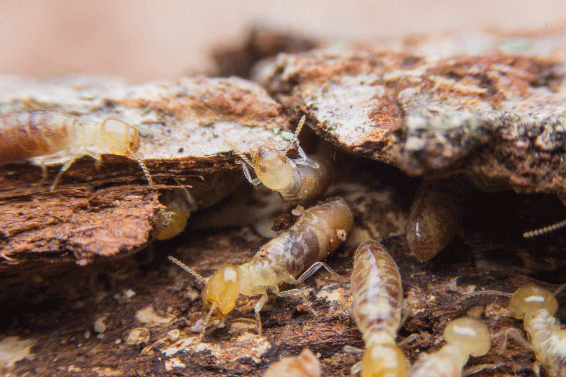 termite_web