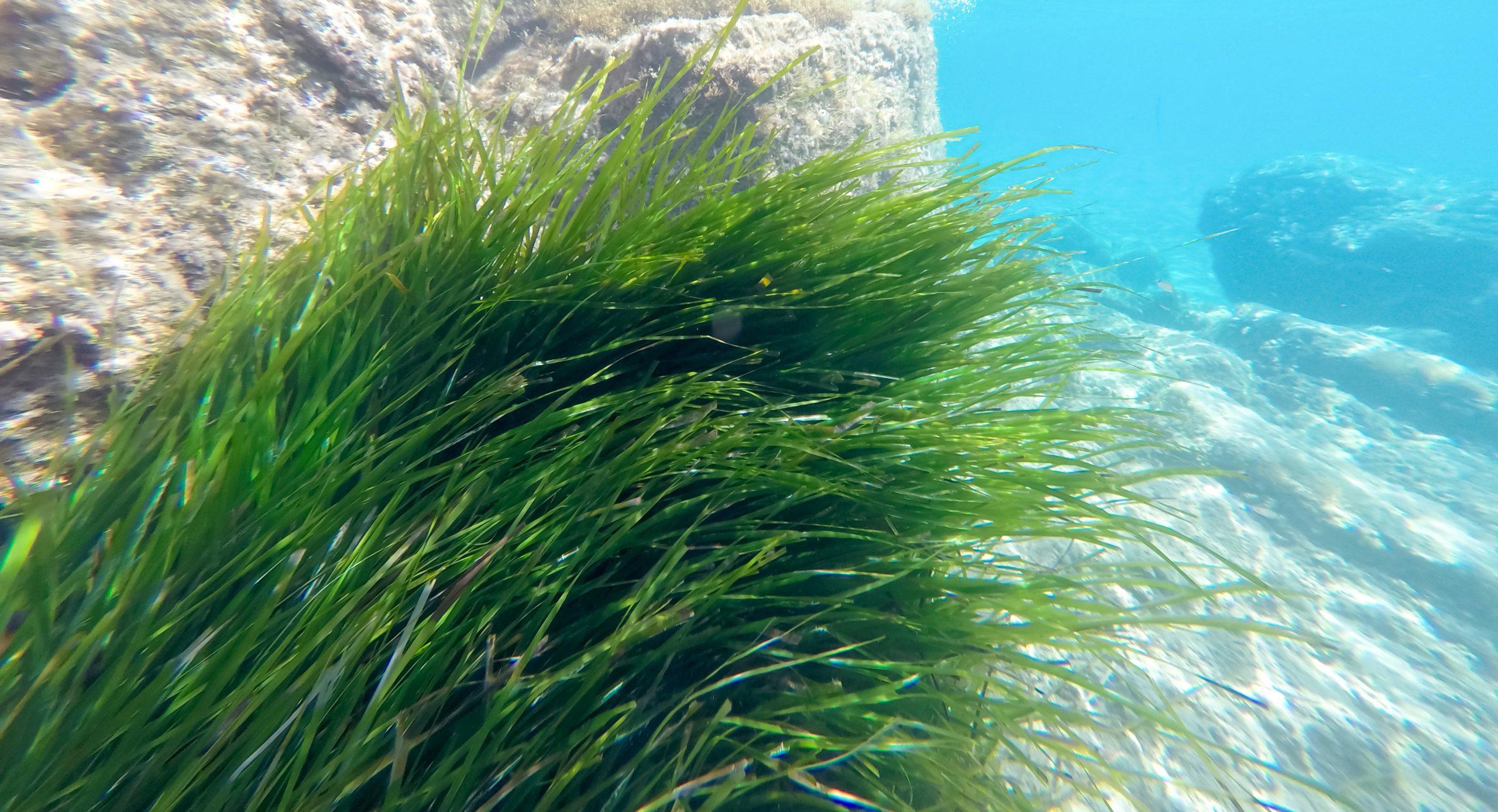 eurofins-environment-testing-fotogrametría-submarina