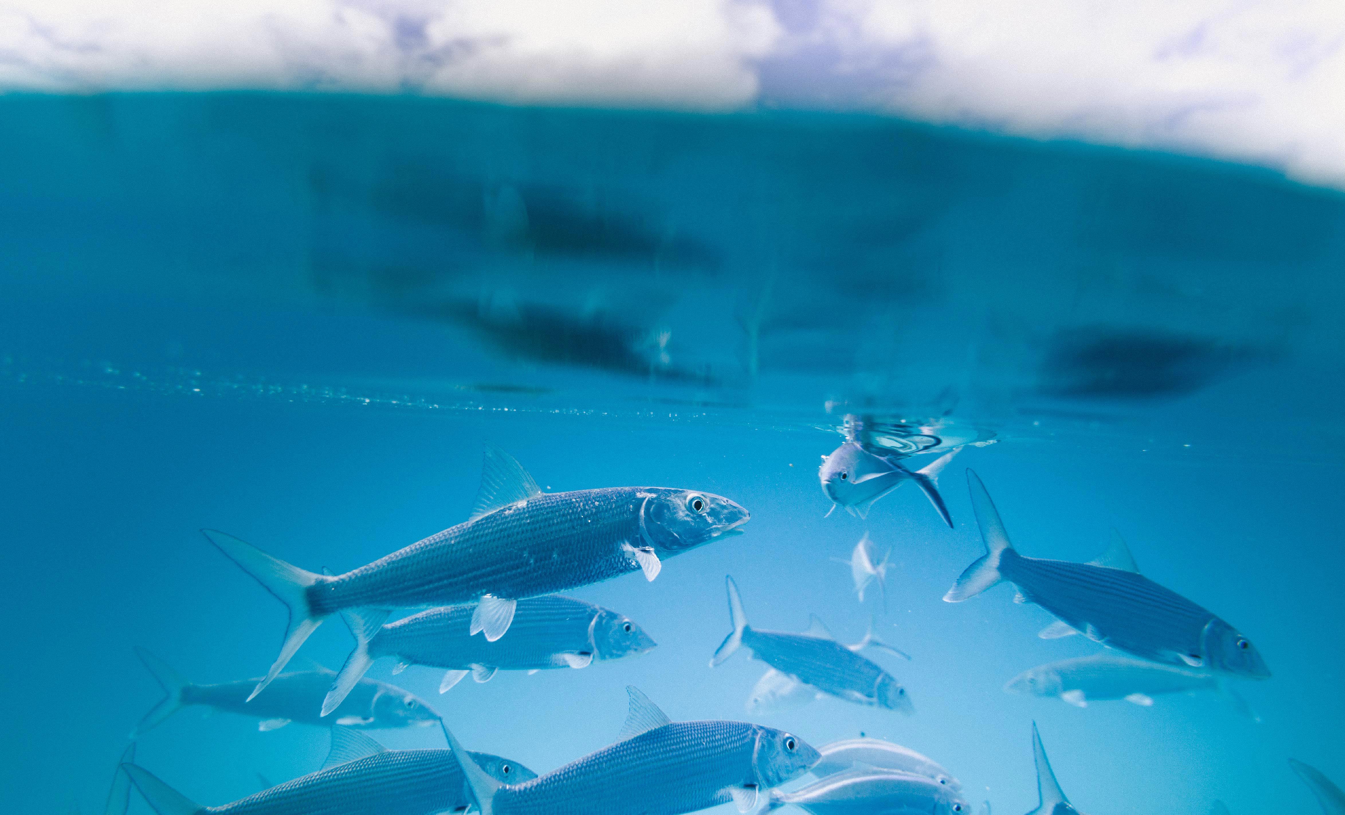 eurofins-environnement-france_hydrobiologie