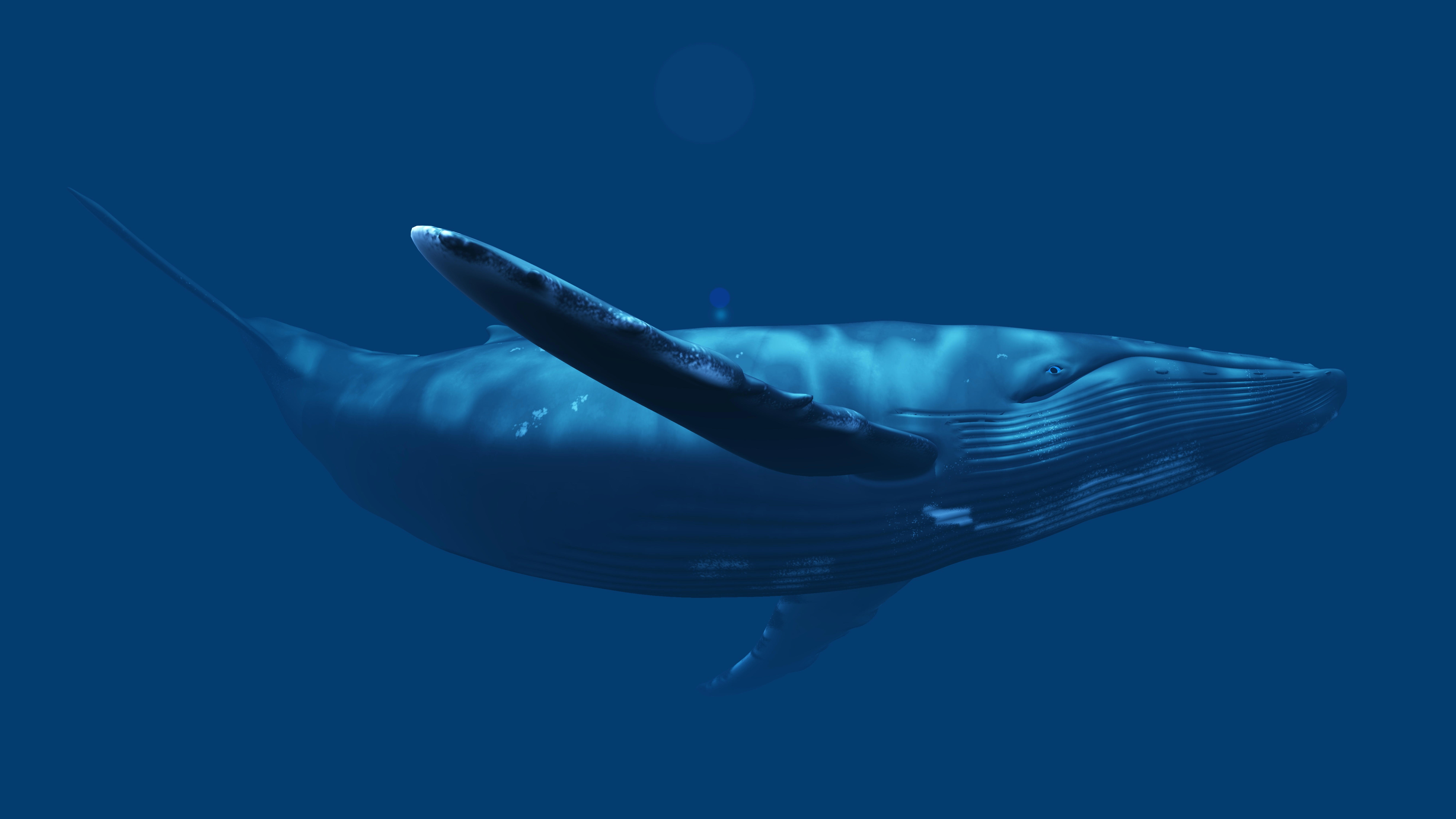whale_7999-x-4500px