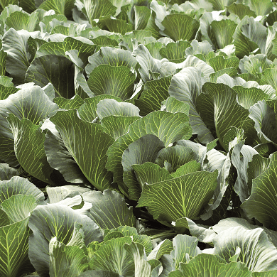 cabbage-green-web