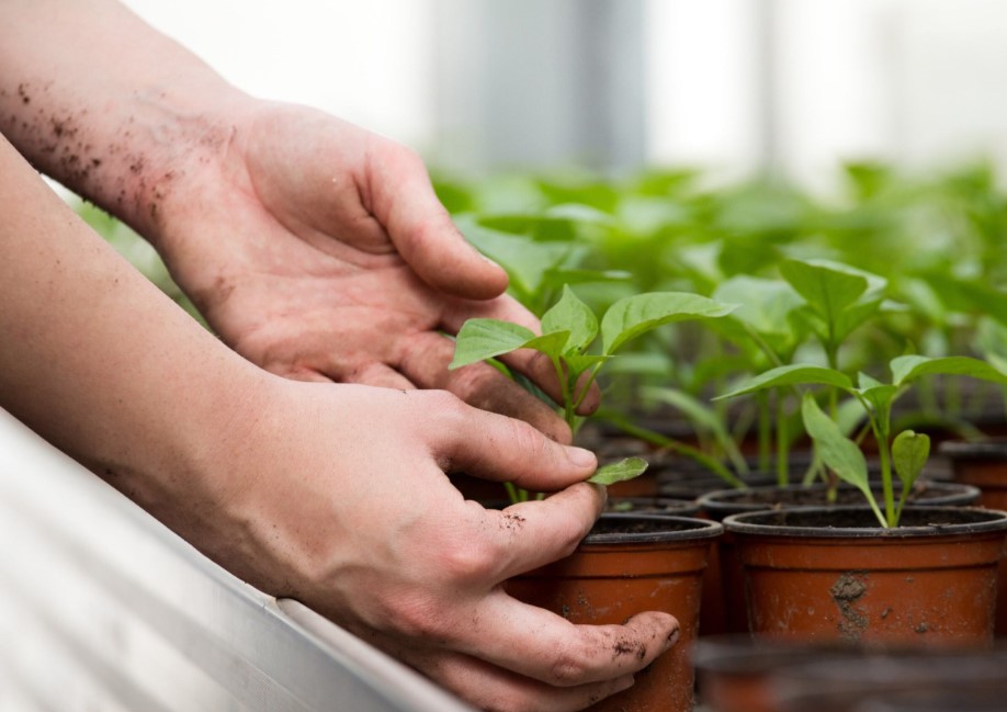 young-female-greenhouse