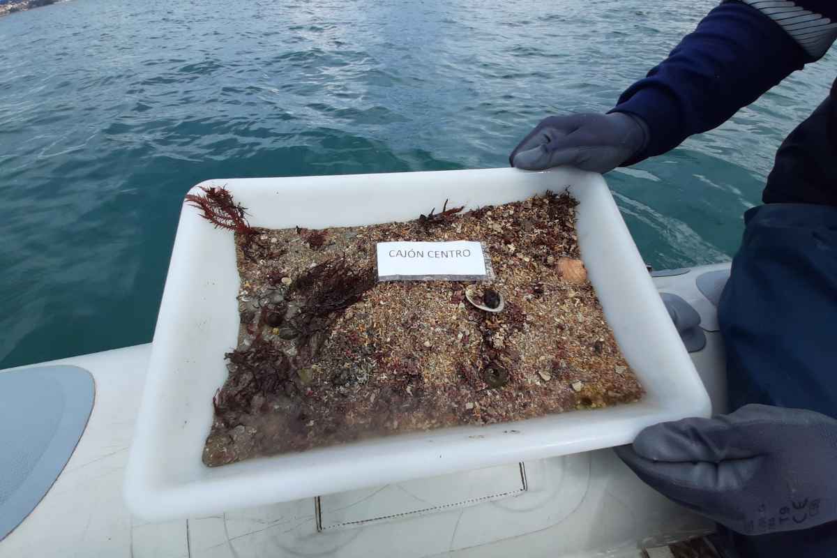 sedimentos