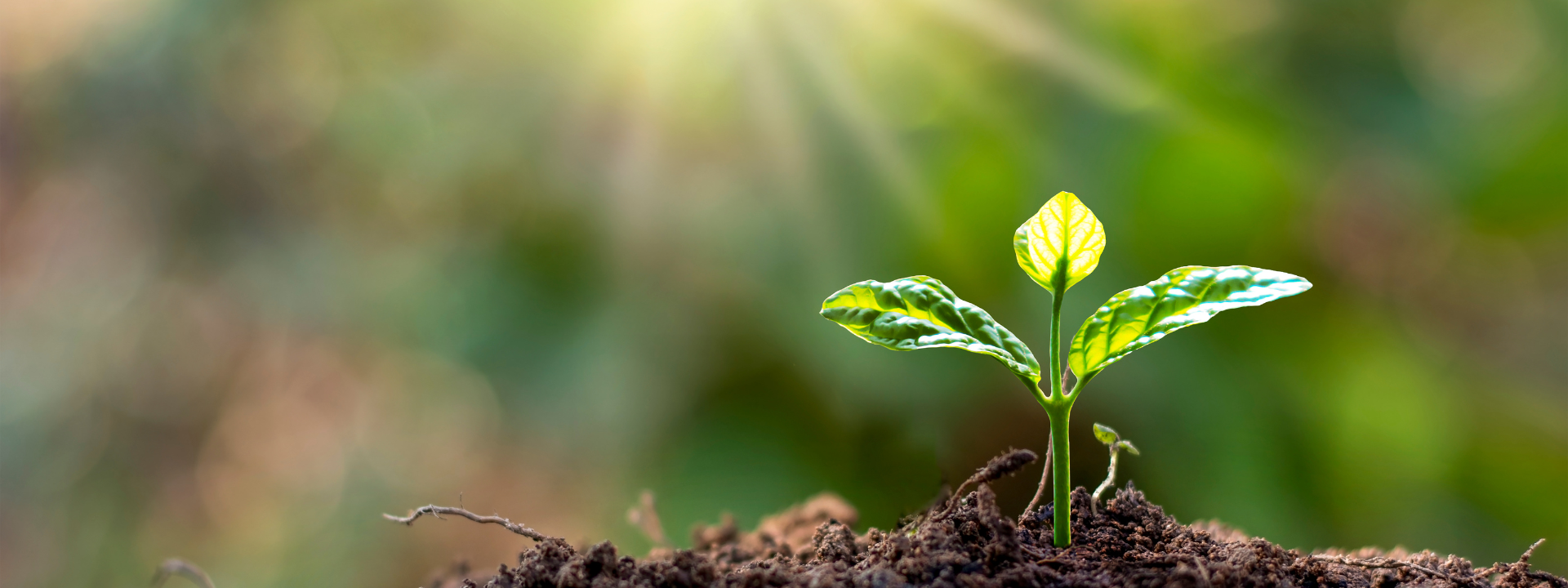 bannière environnement