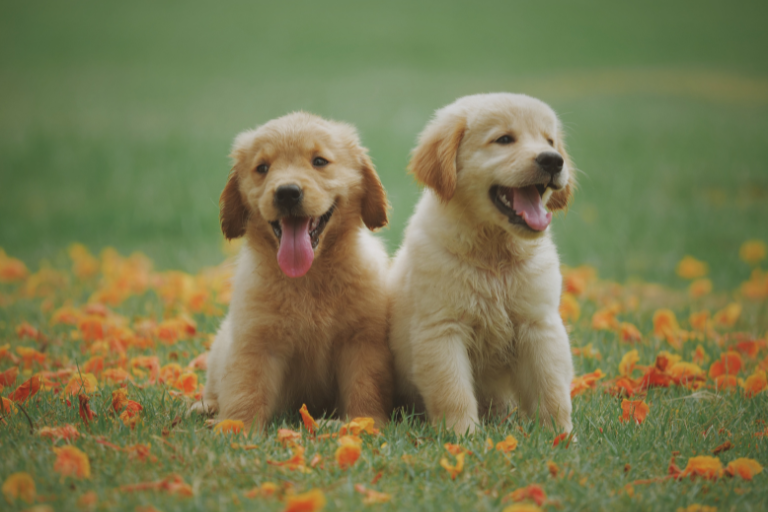 les-maladies-vectorielles-canines