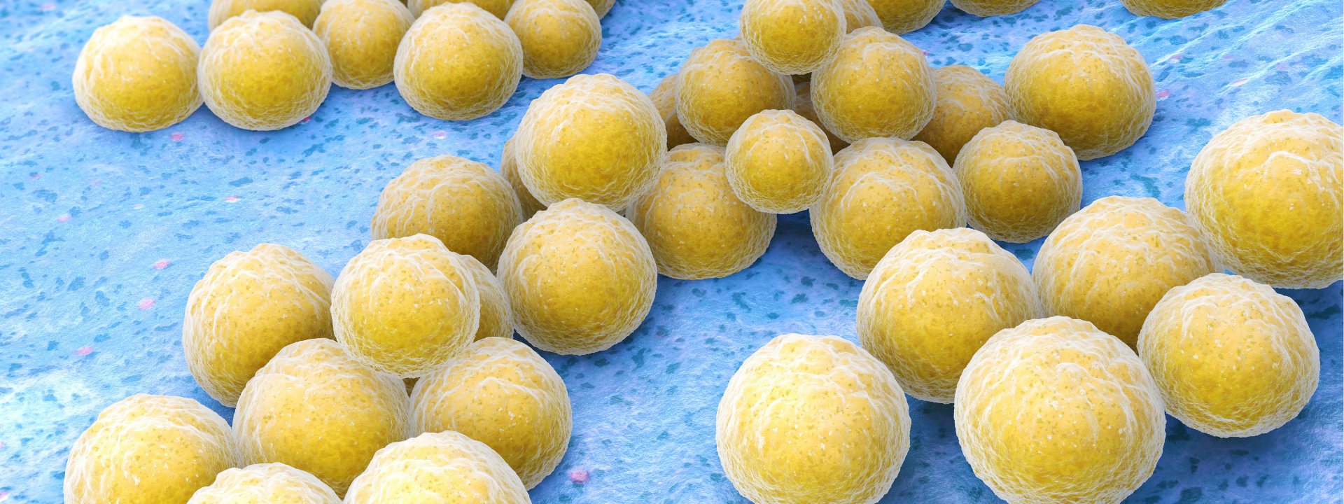 coagulase-positive-staphylococcus-banner