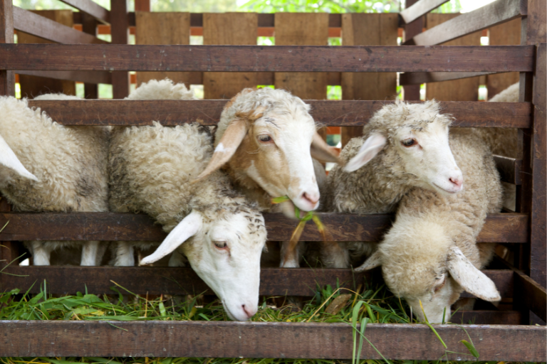 contaminants-en-alimentation-animale