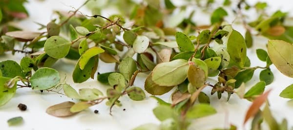 agro-plant-material-800x357px