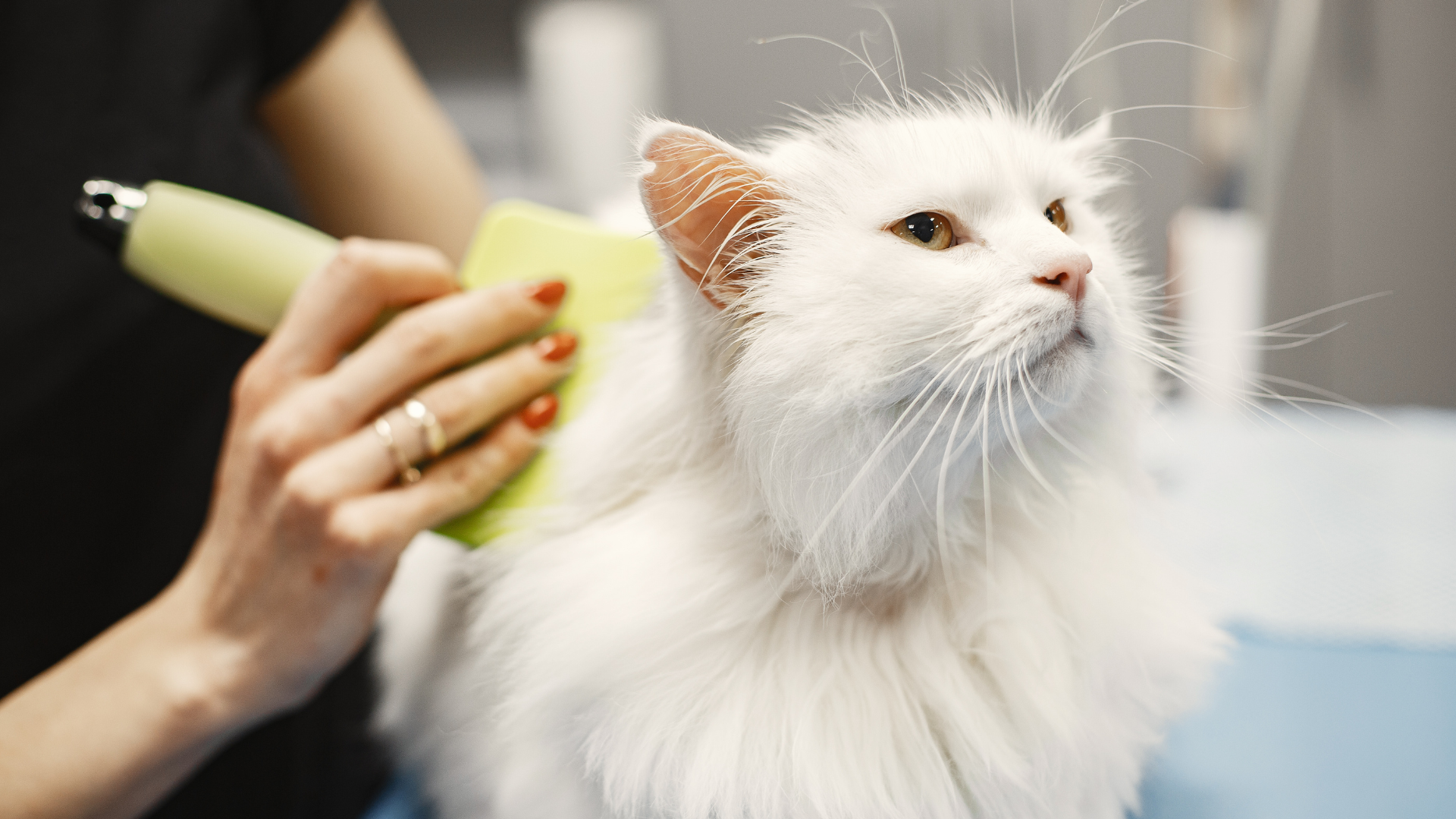 industry-solutions-pet-care-clinical-studies