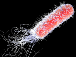 pseudomonas-aeruginosa-testing-accordion