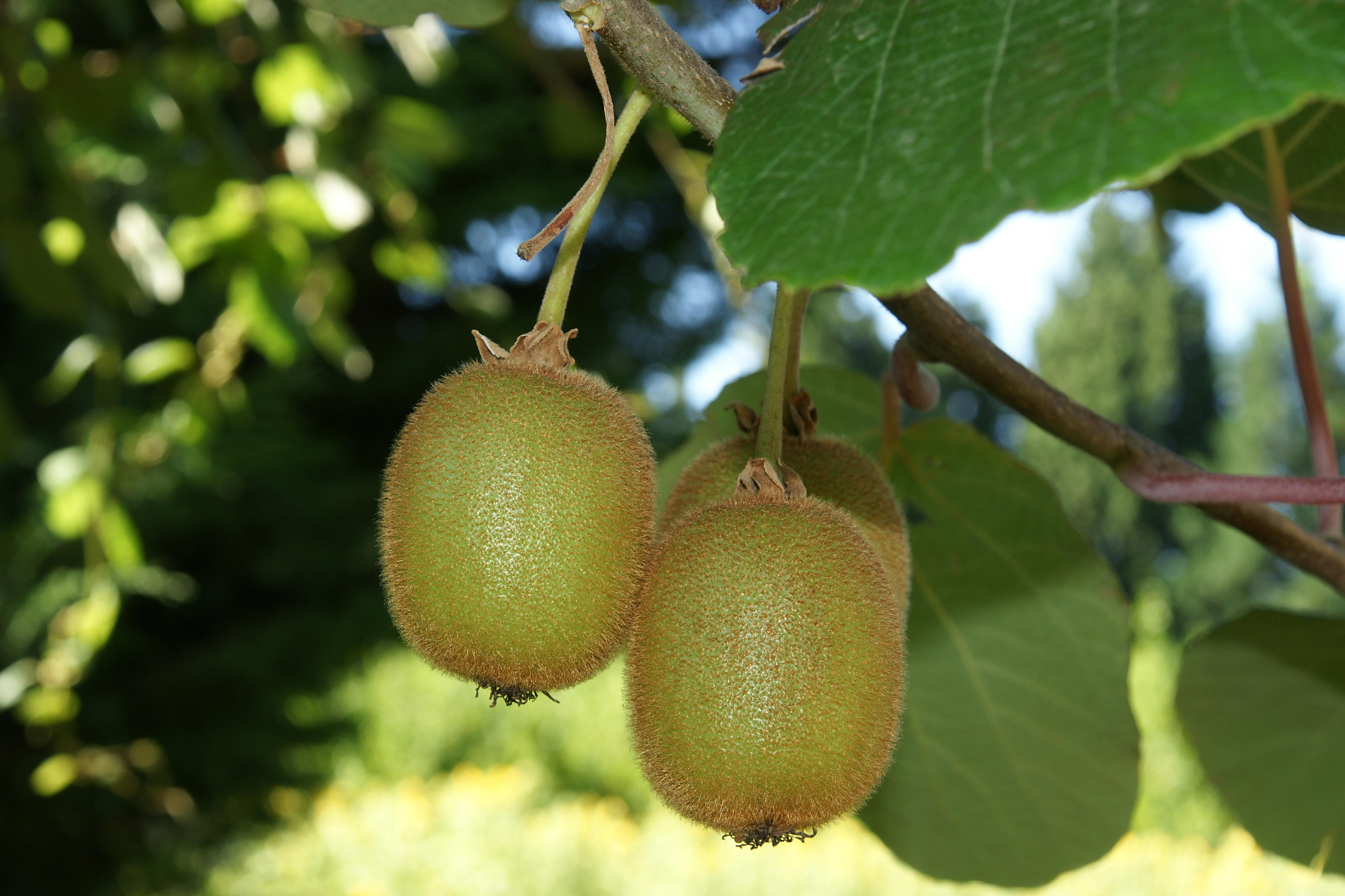 kiwi-fotolia_13383660