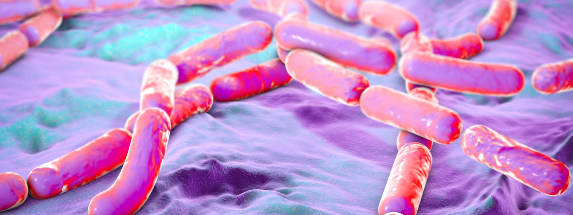 banniere-bacillus-cereus