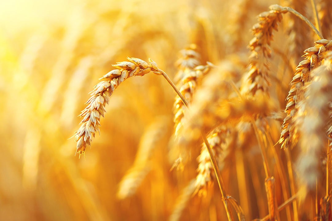mycotoxins_banner_1920x720px