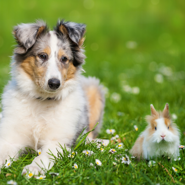 animaux-compagnie