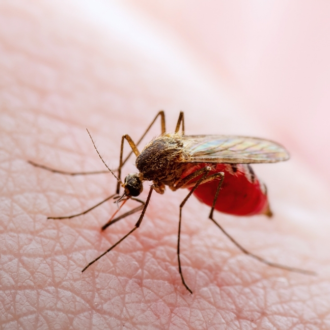 zika-virus