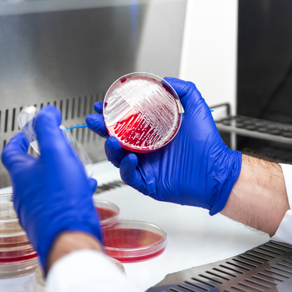 di-laboratorio