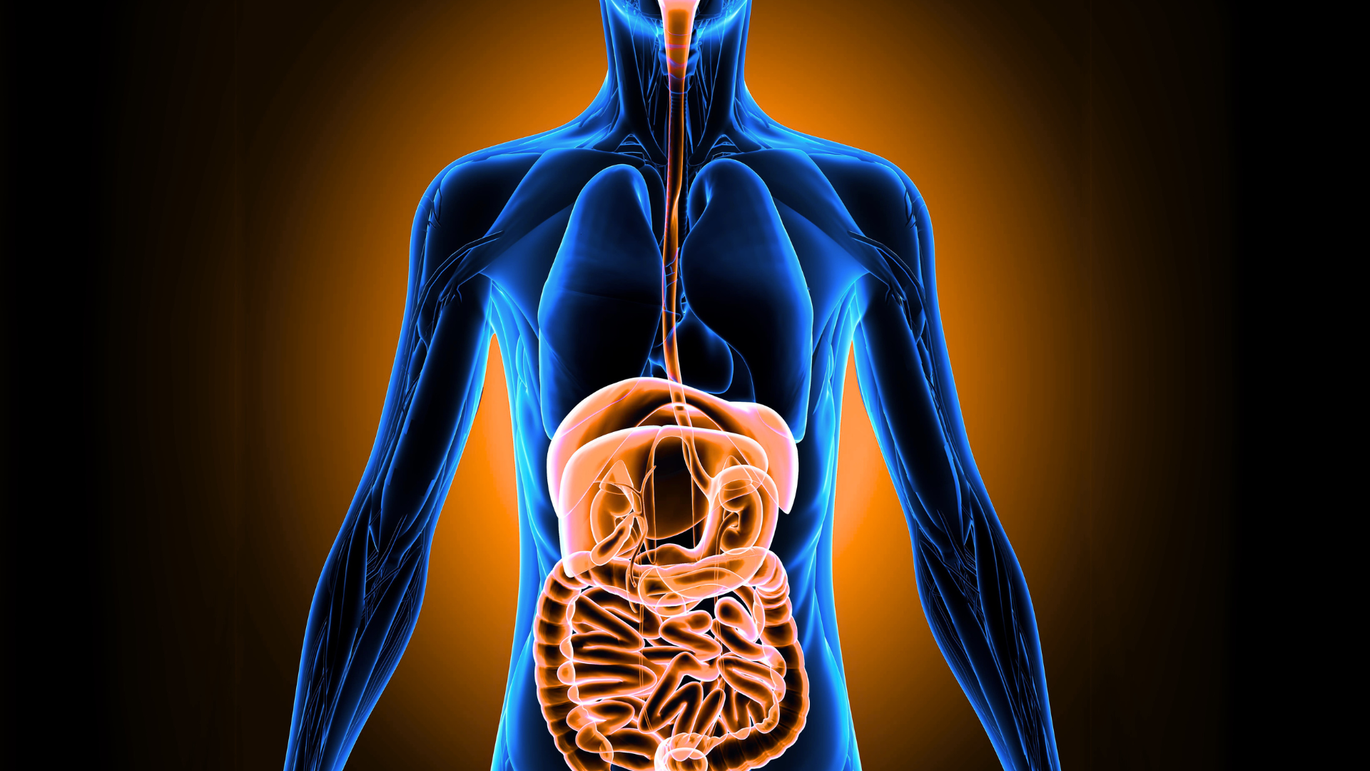 industry-solutions-nutraceuticals-biocompatibility-bioavailability-in-human-body