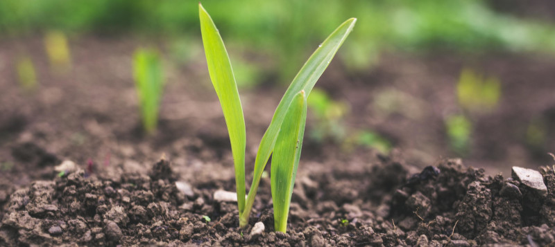 agro-plant-small-soil