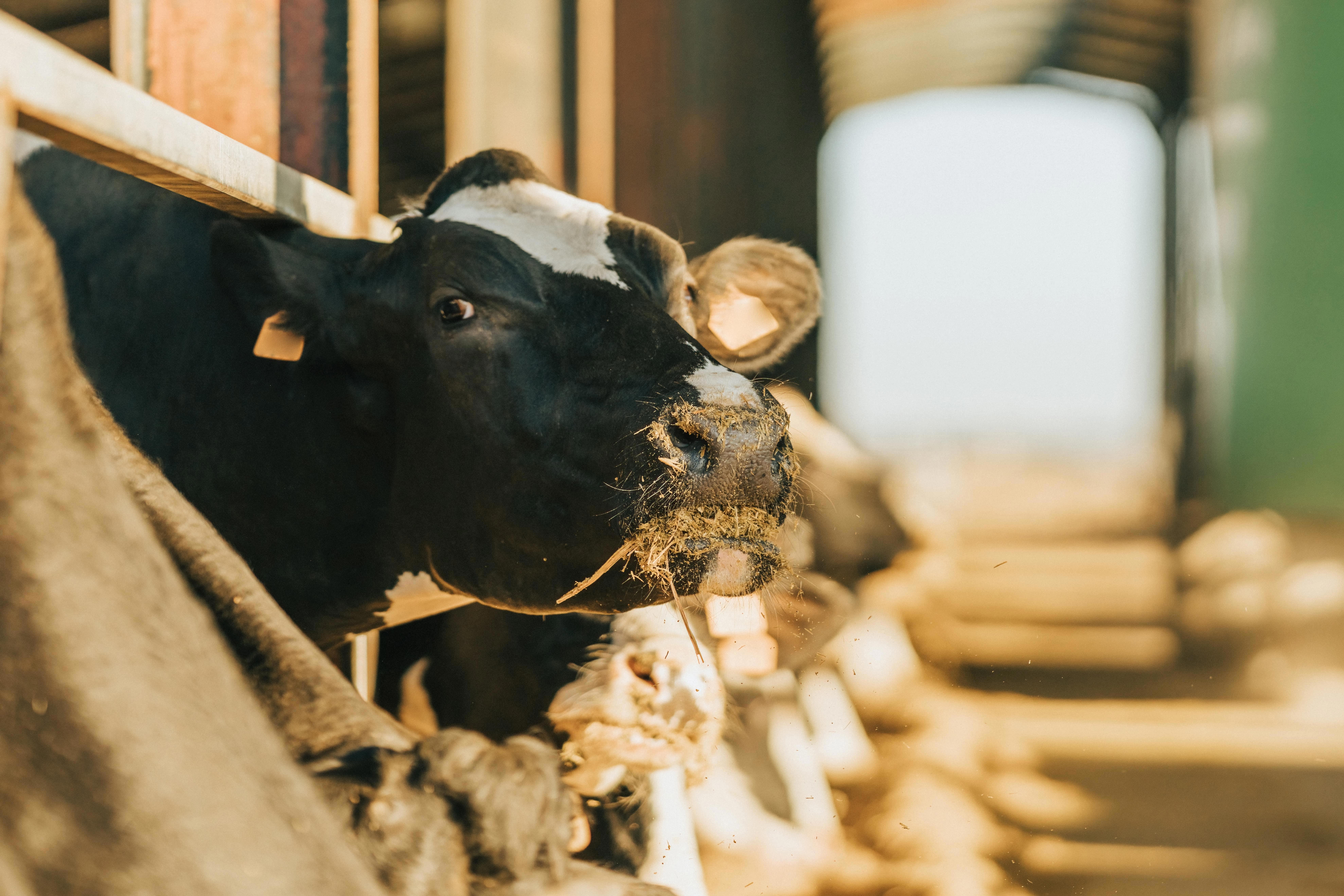 agro-cow-looks-at-camera-while-eating