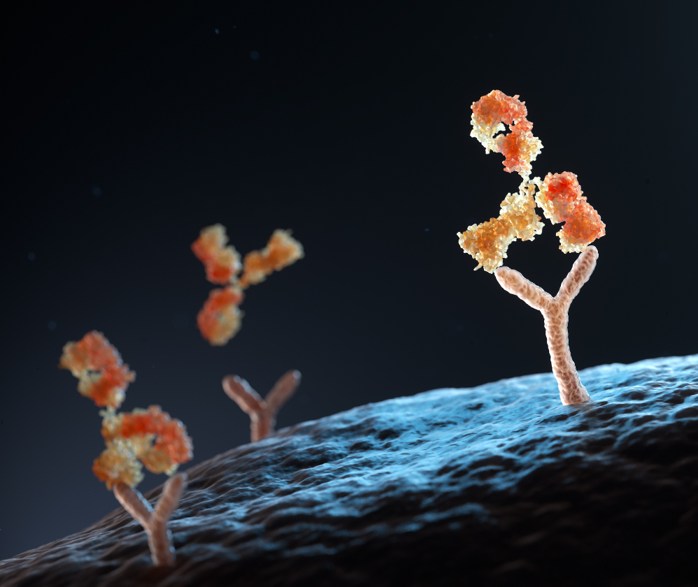 antibody-binding-to-human-cell-receptors