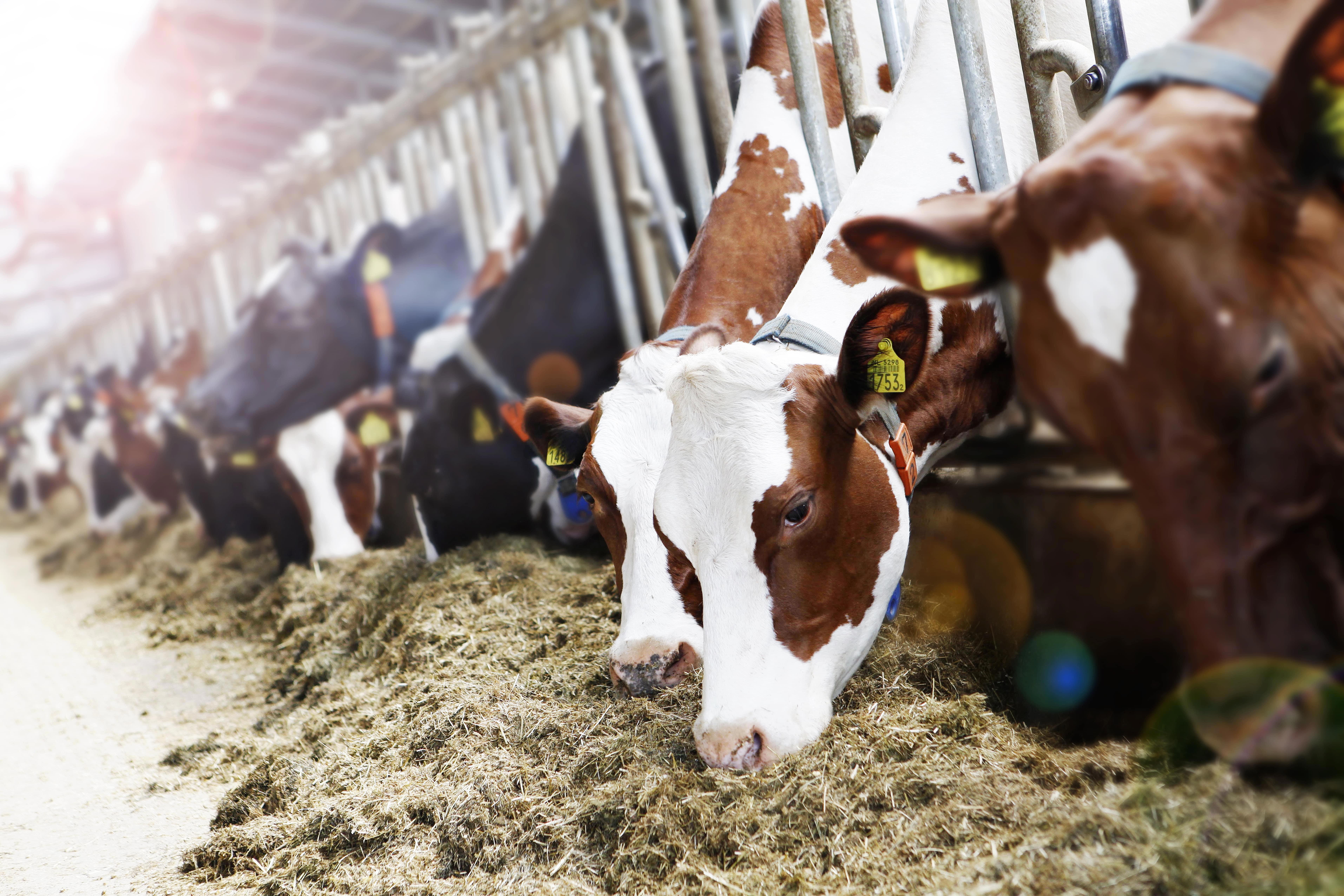 agro-cows-red-barn-eating-web