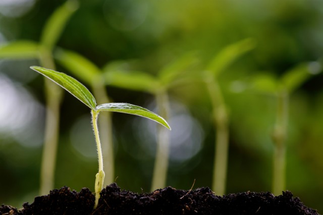 agro-germe-plants