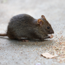 pest-management-course_image-collage