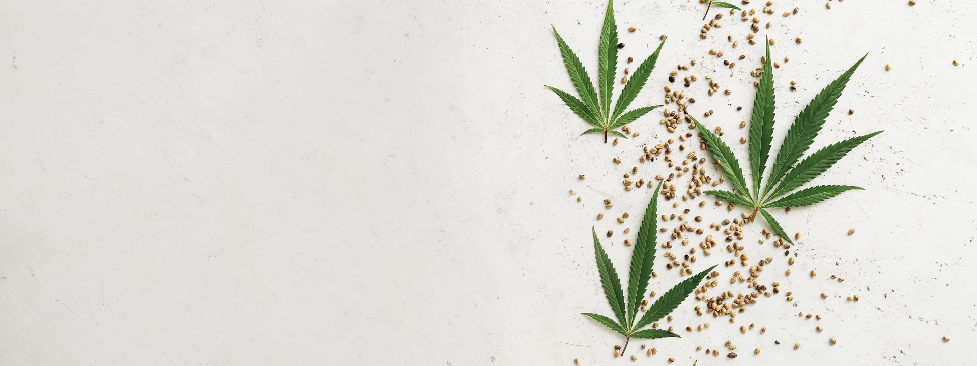hemp-cbd_banner-image