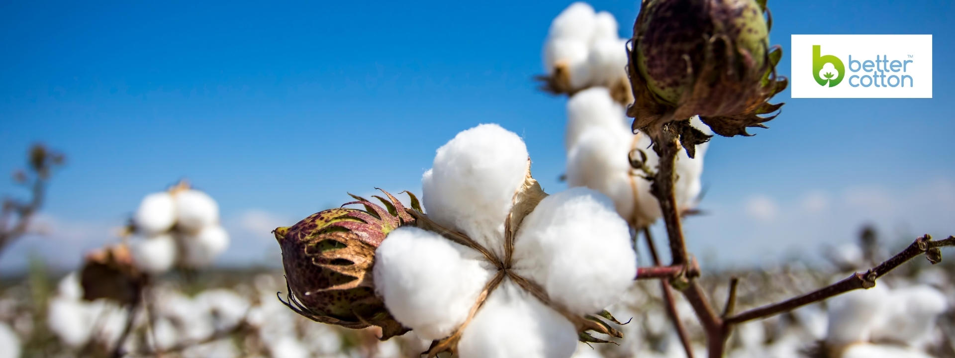 better-cotton-banner