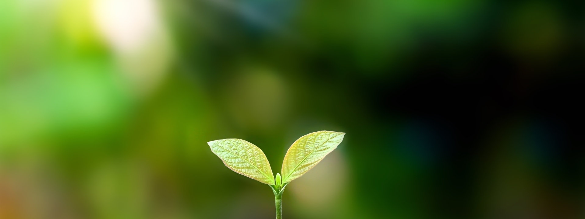 sustainability