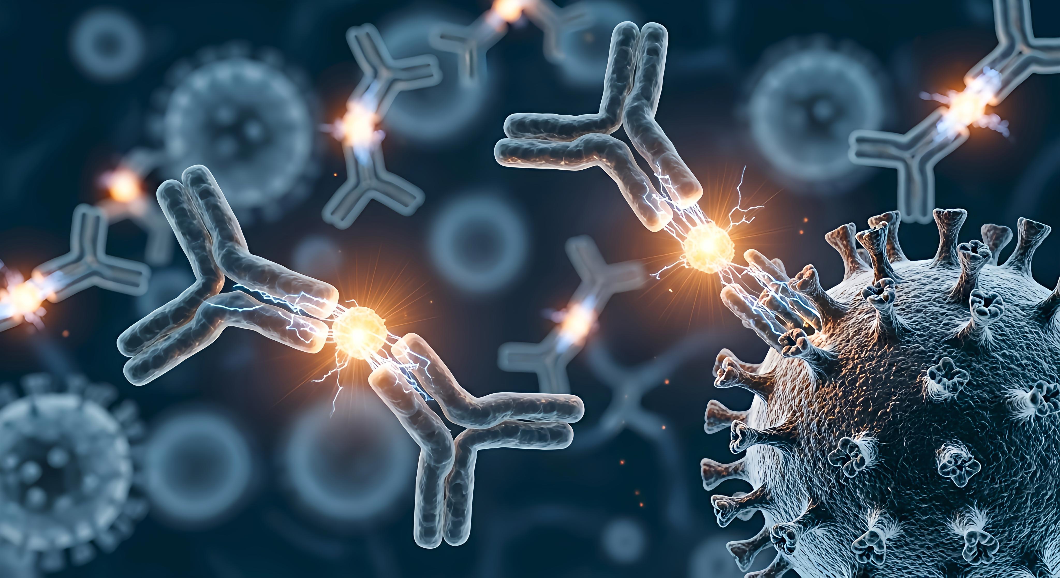 antibodies-attacking-virus-immune-system-defense_adobestock_1752643153