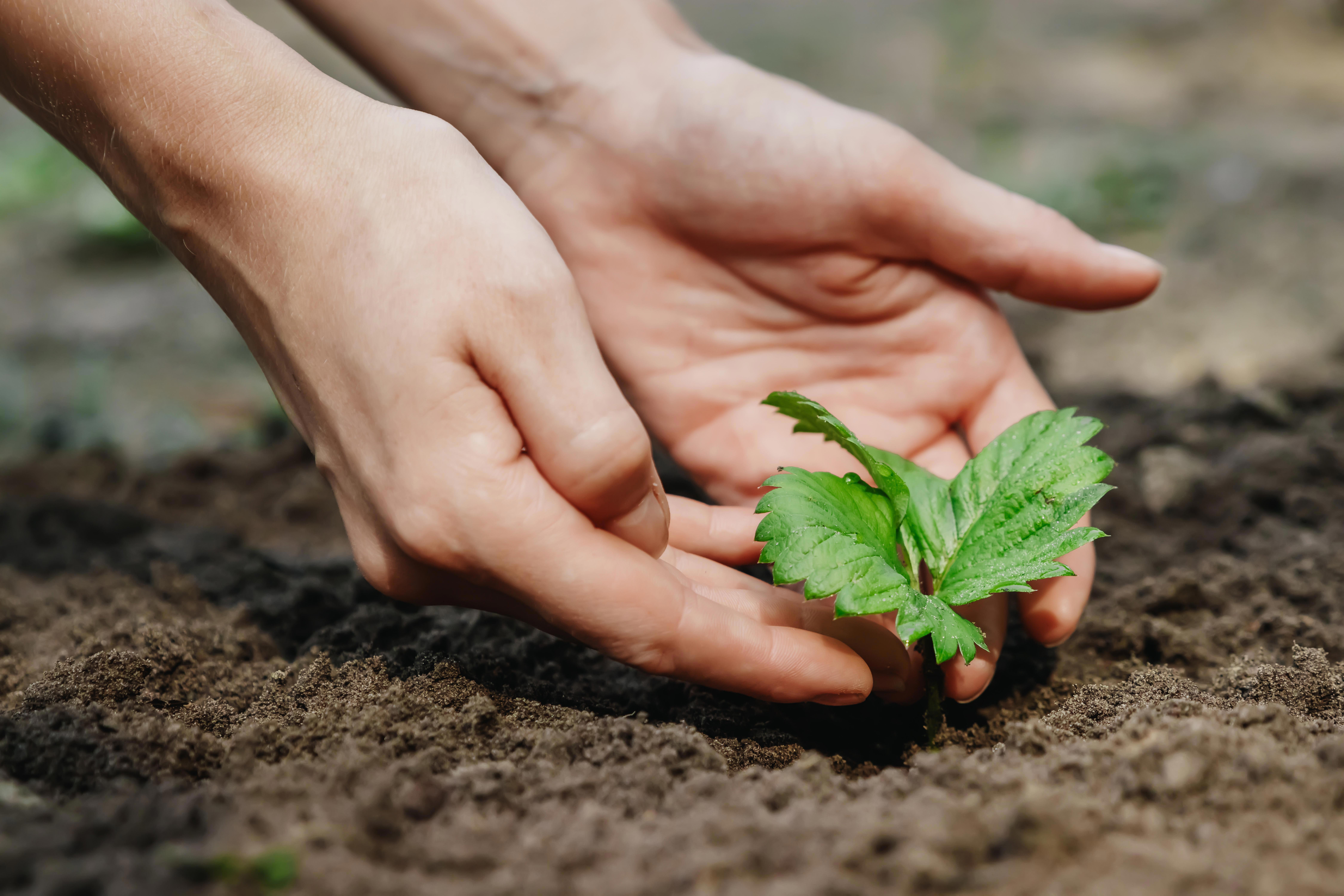 agro-female-hands-planting-a-seedling-in-the-ground-selective-focus-nature_9000-x-6000-px