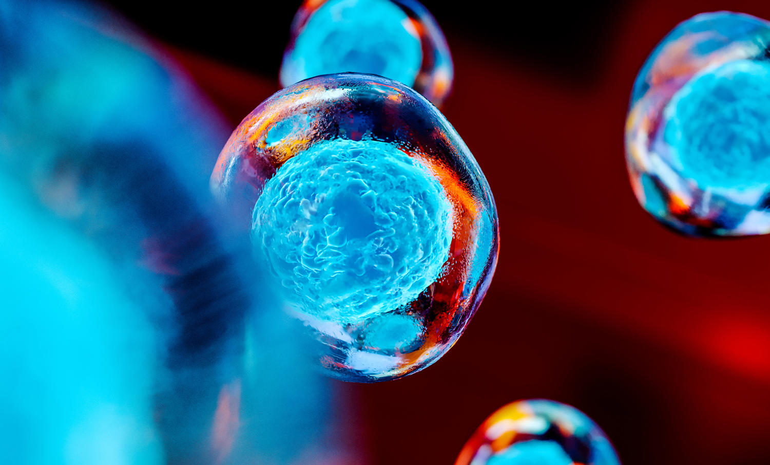 stem cell