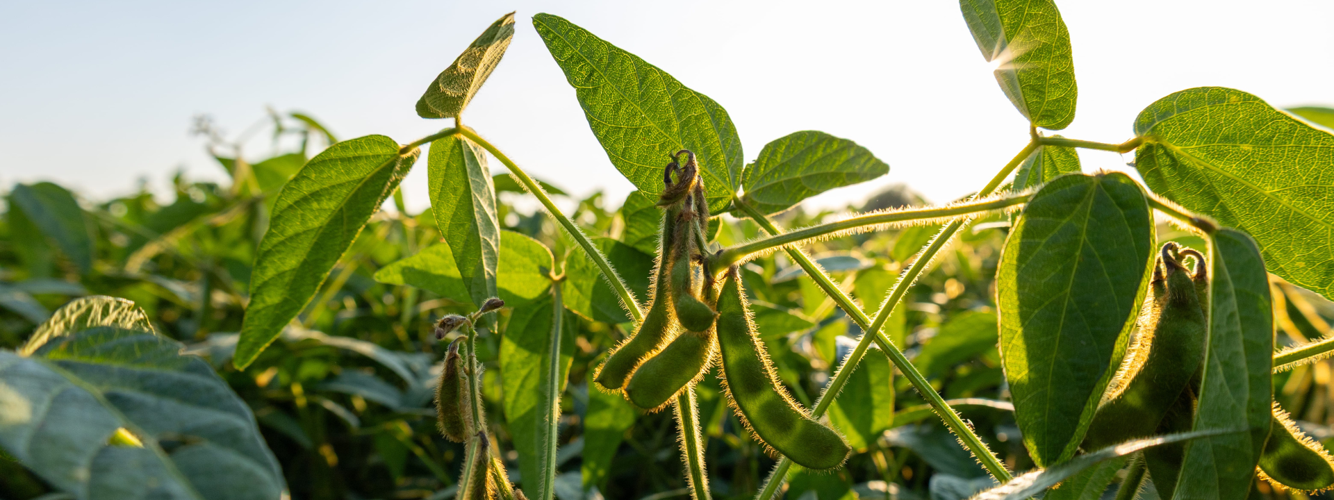 soybeans_banner-image
