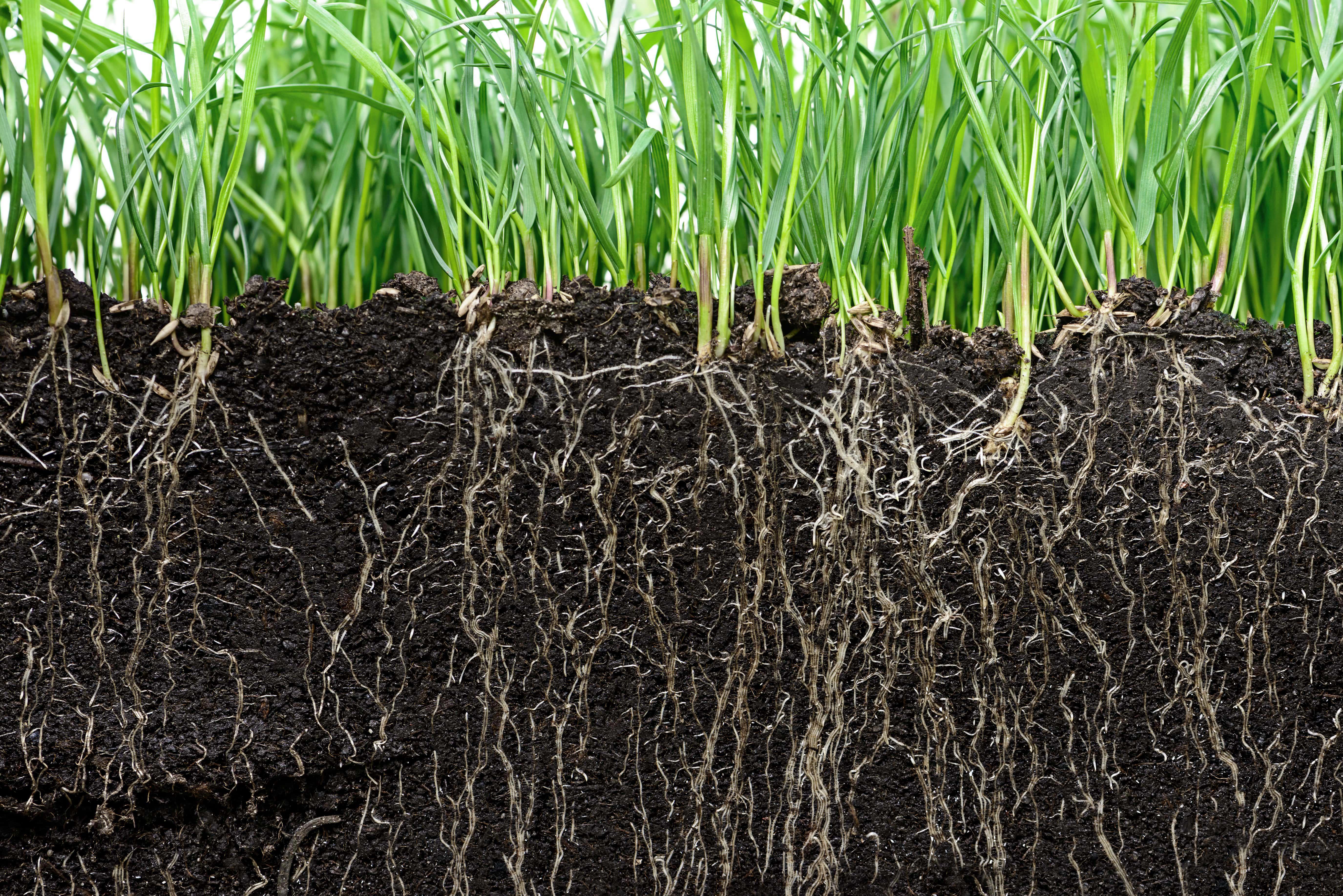 agro-soil-cut-grass-roots (1)
