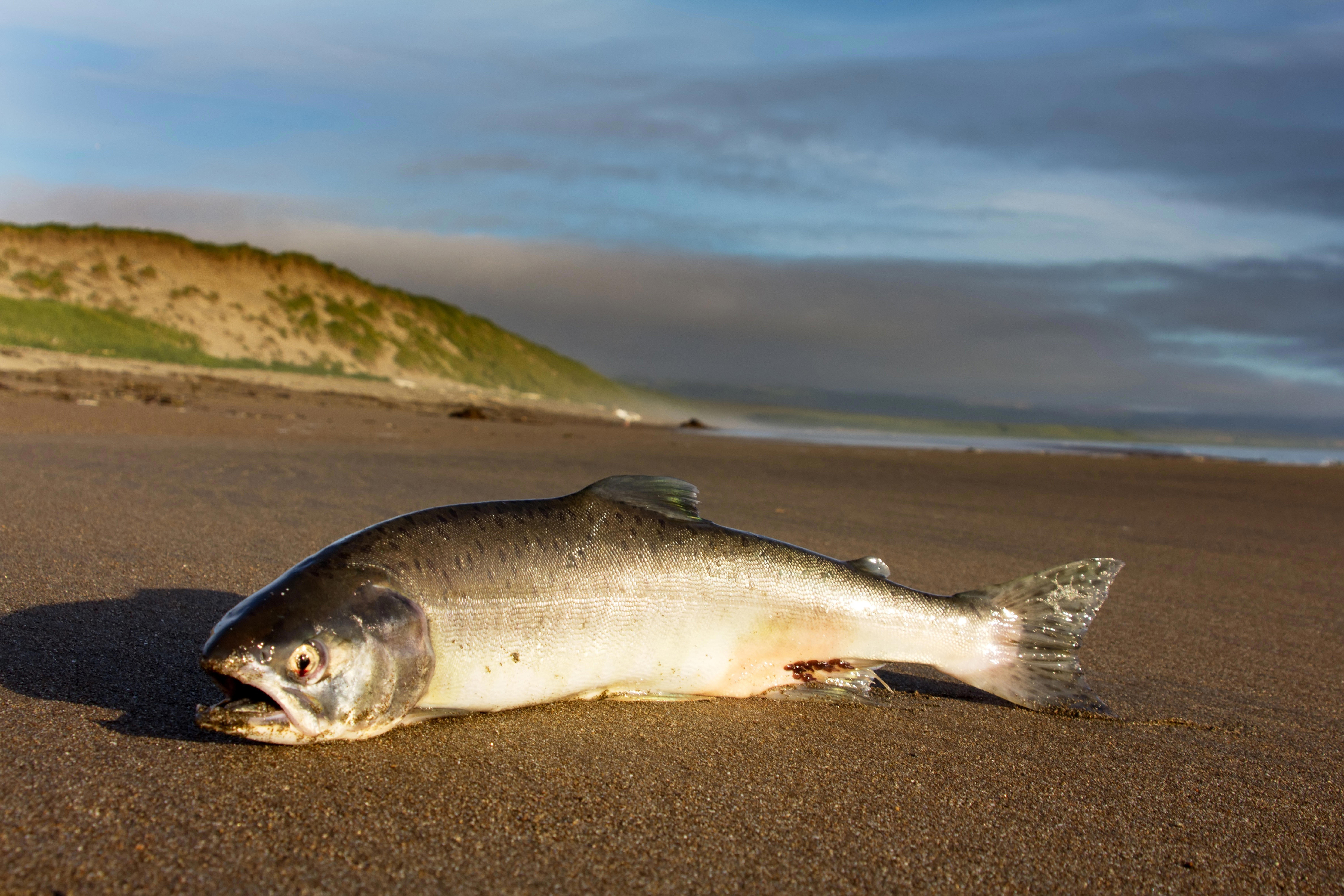 a-female-of-silver-salmon-cast-ashore-by-surge-of-ocean-in-a-mouth-of-the-spawning-river_7116-x-4744-px