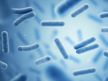 bacteria
