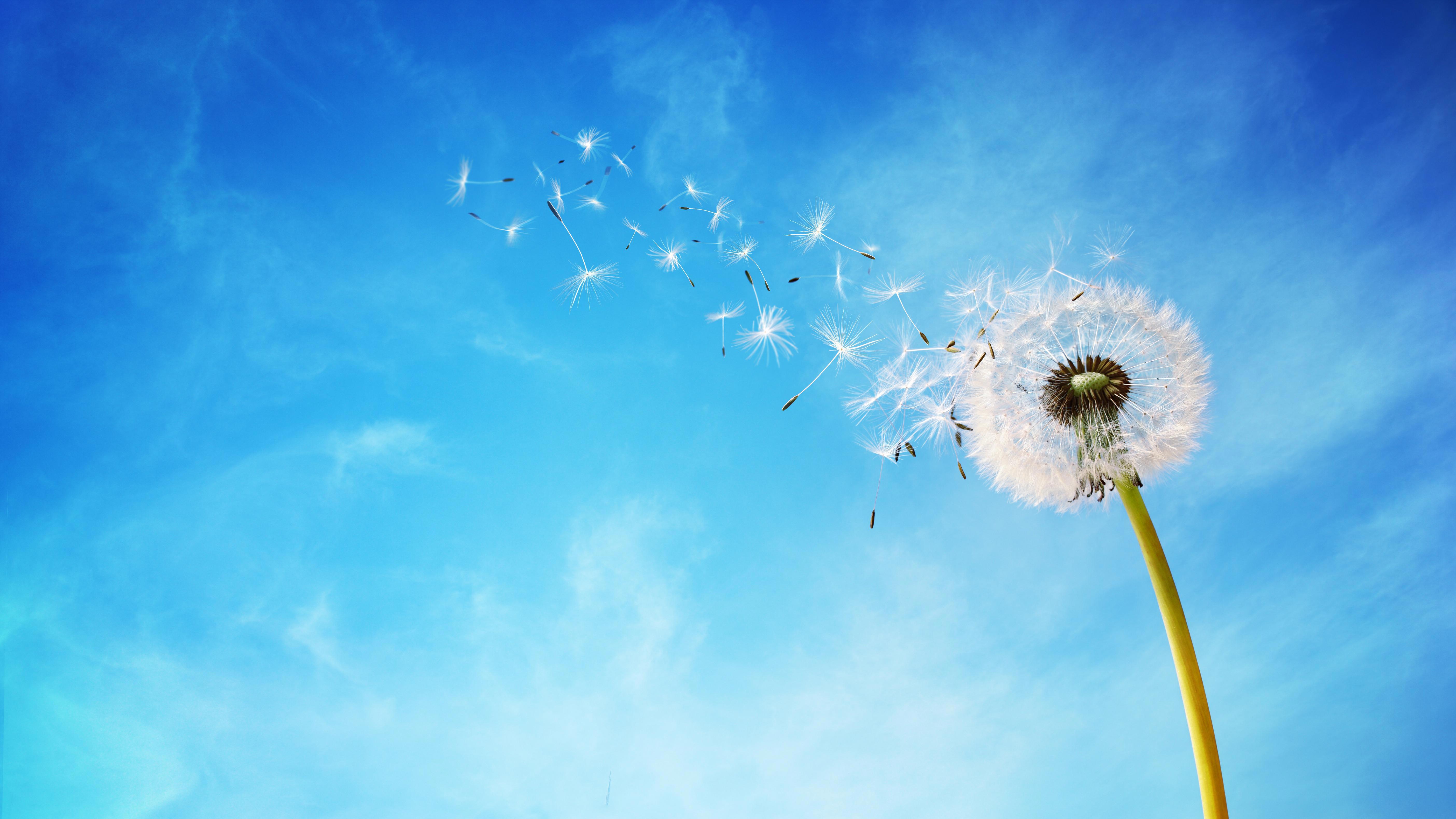 dandelion-with-seeds-blowing-away-in-the-wind-across-a-clear-blue-sky-with-copy-space-xxl_cropped_169