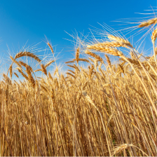 grain_image-collage