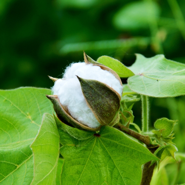 better-cotton-1