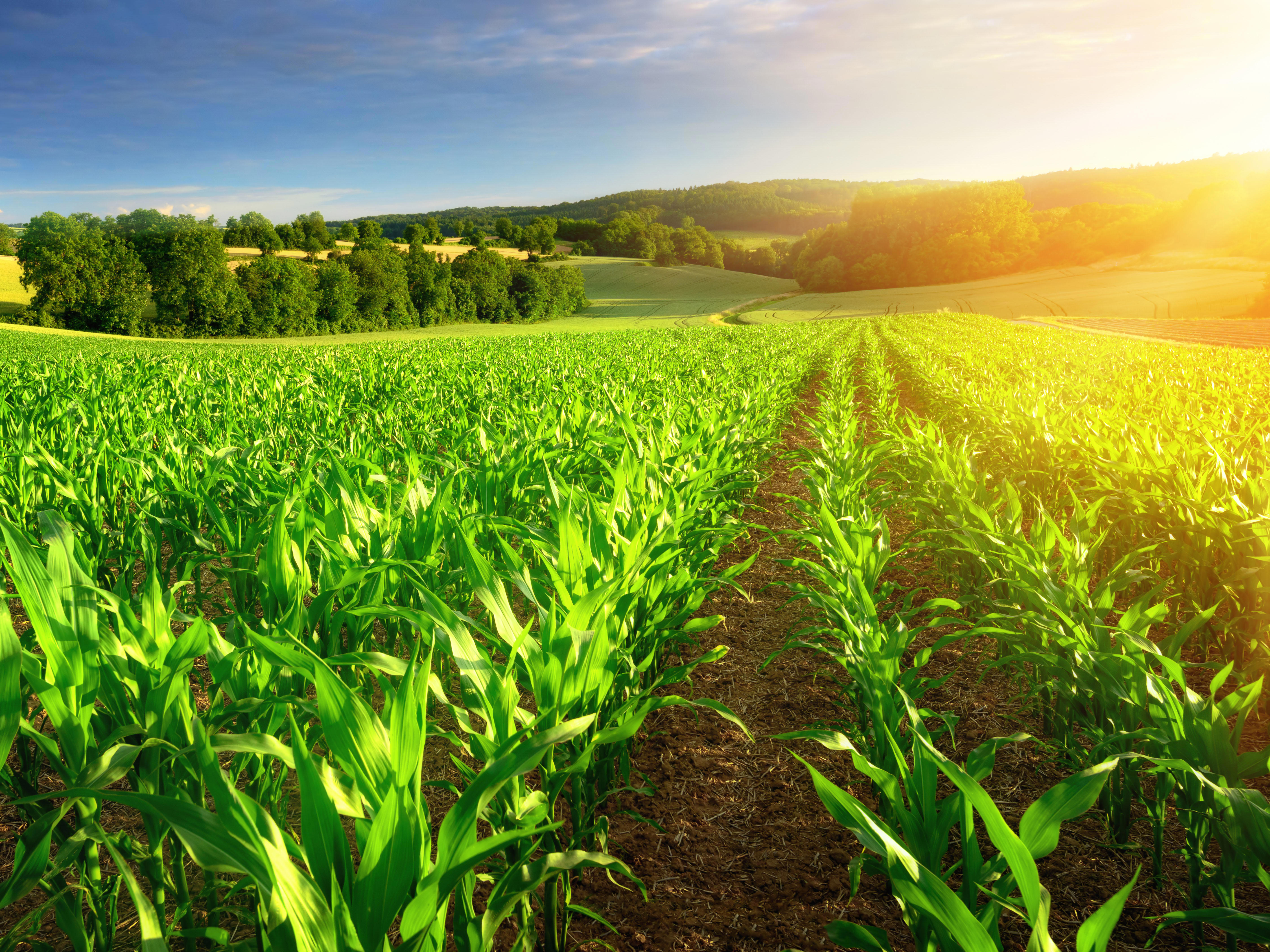 as_agri_4_field-with-sun_4by3