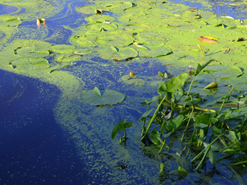 algae