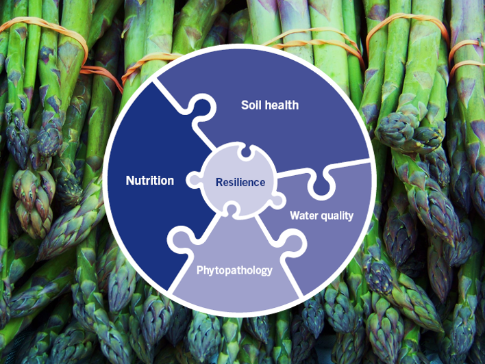 agro-puzzle-crop-health