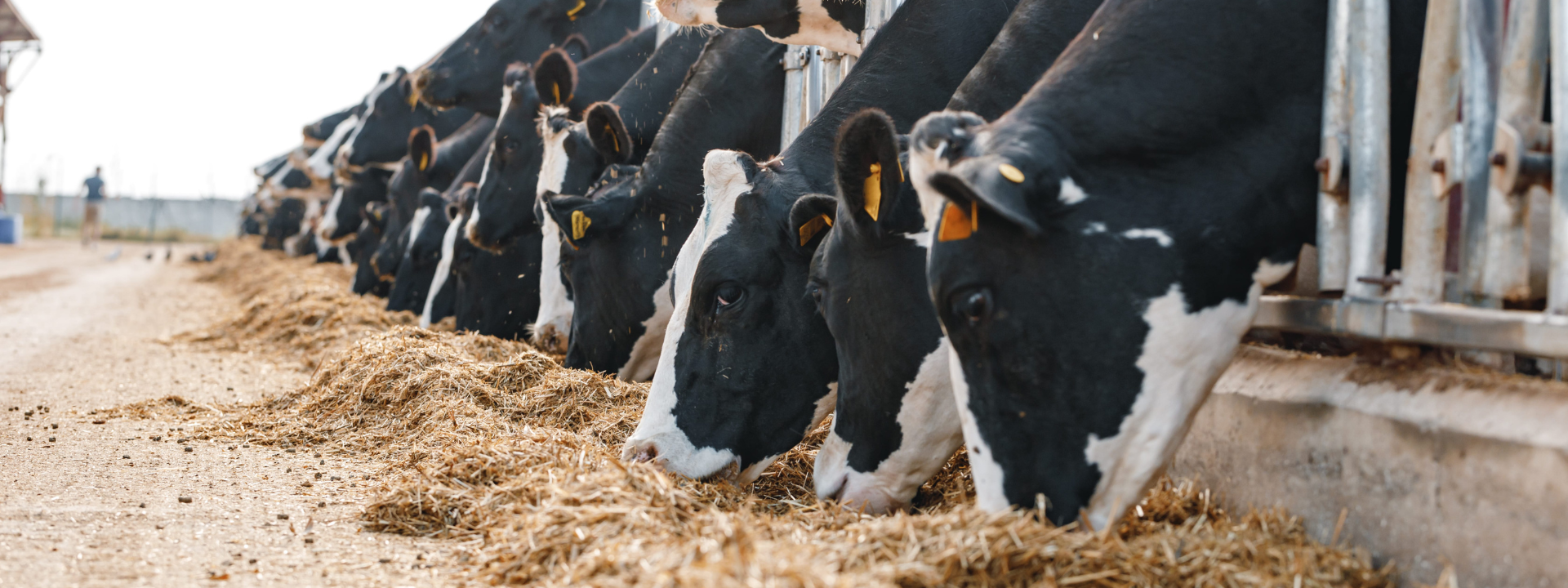 animal-feed_banner-image