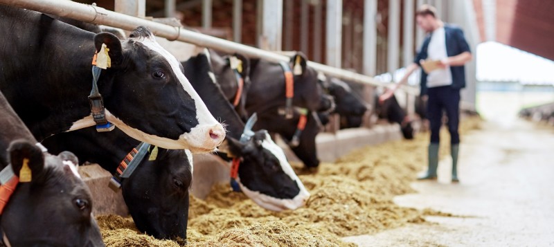 agro-cows-black-eating-silage-stable-man800x357