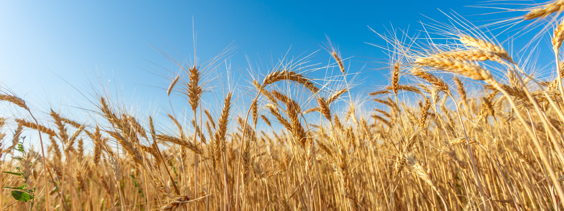 grain_banner-image