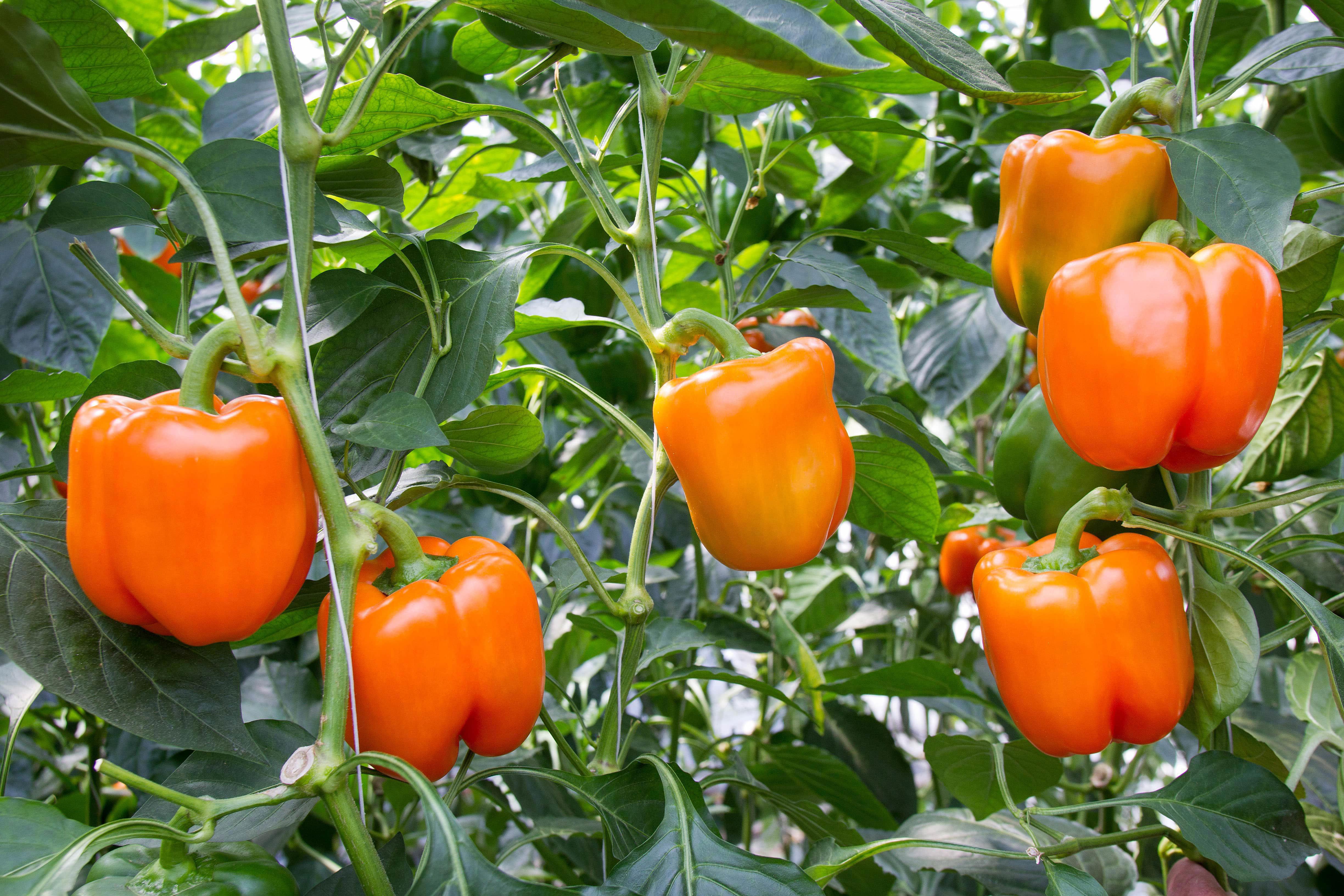 agro-orange-paprika-main-page